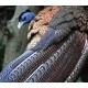 Argus Pheasant Argus Pheasant