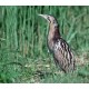 Great Bittern Great Bittern