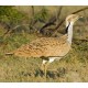 Bustard Bustard