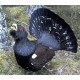 Capercaillie Capercaillie