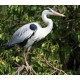 Grey Heron Grey Heron