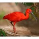 Scarlet Ibis Scarlet Ibis