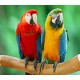 Macaw Macaw