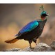 Monal Pheasant Monal Pheasant