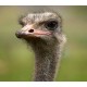 Barbary Ostrich Barbary Ostrich