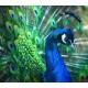 Peacock Peacock