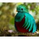 Quetzal Quetzal