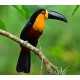 Toucan Toucan