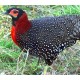 Tragopan Tragopan