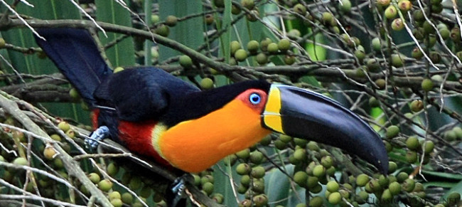 Ariel Toucan